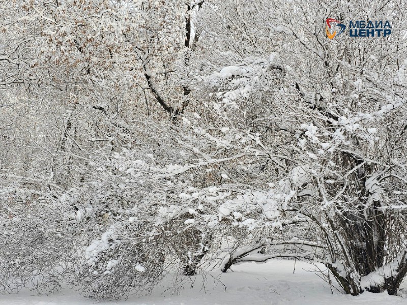 снег мороз погода деревьч.jpg