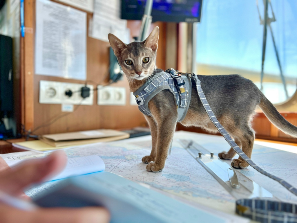 4 А корабельный кот 2.jpg