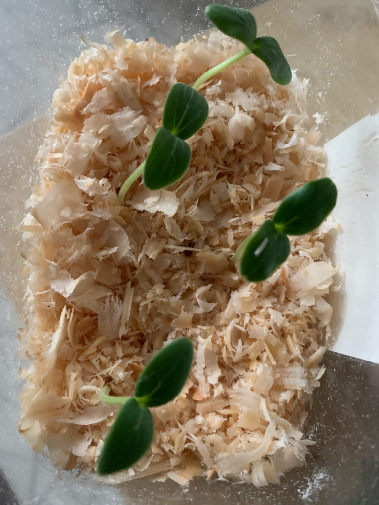 5 Семена проросли Любовь Царева.jpg