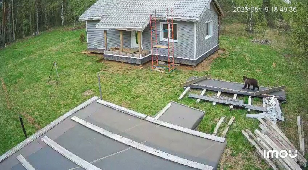 медведь у дома.jpg