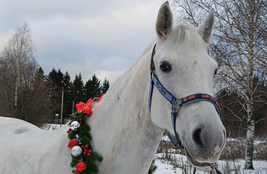 1 Красотка Изабель.jpg