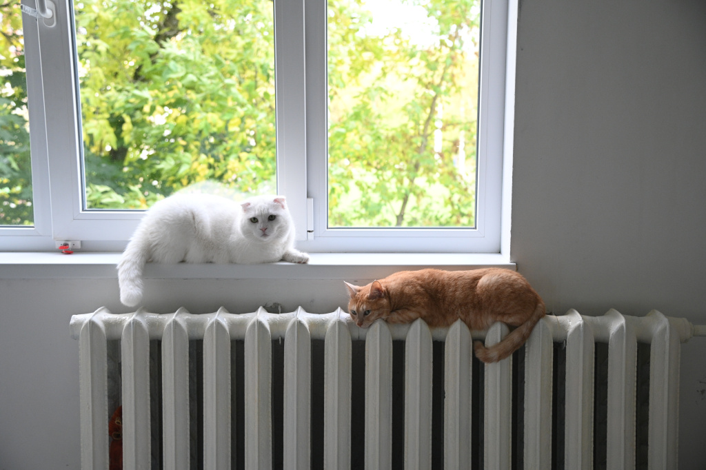 коты на батарее.JPG