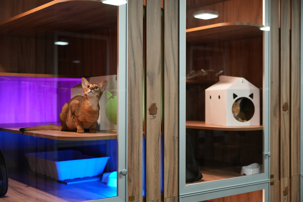 кототель фото Егор Жданов.jpg кототель 1 фото Егор Жданов.jpg