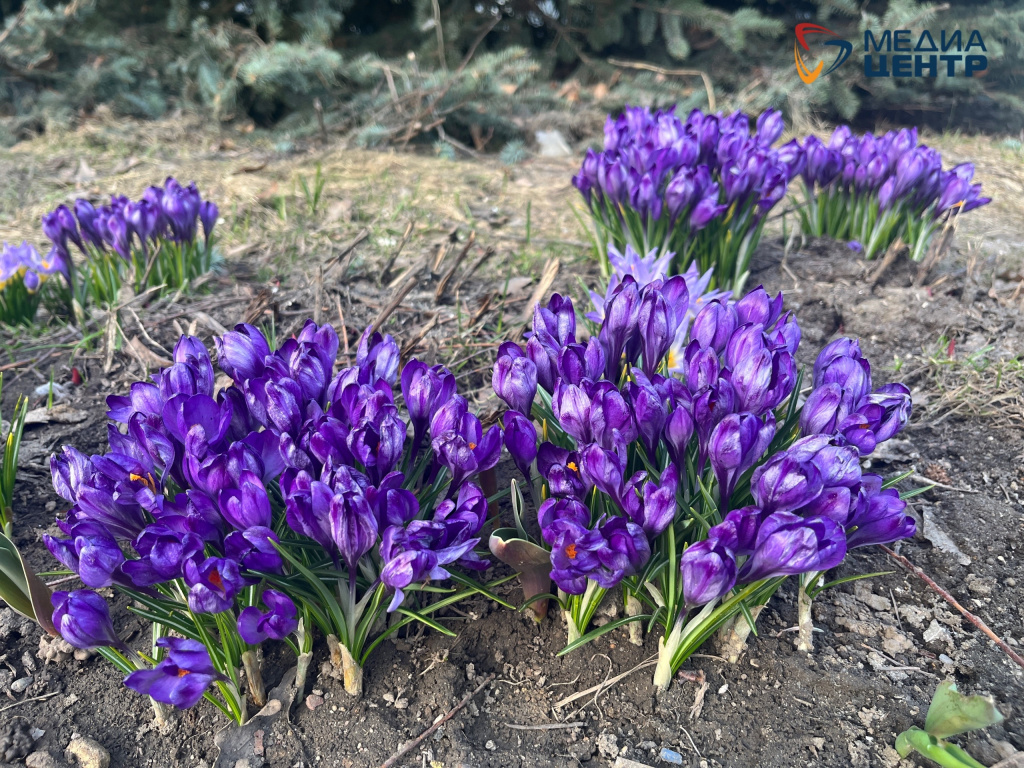 крокусы много цветут.jpg крокусы много цветут.jpg