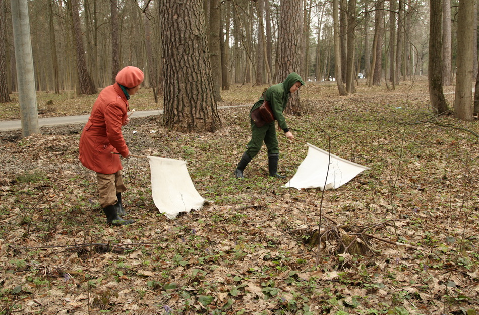 ловят клещей.jpg ловят клещей.jpg