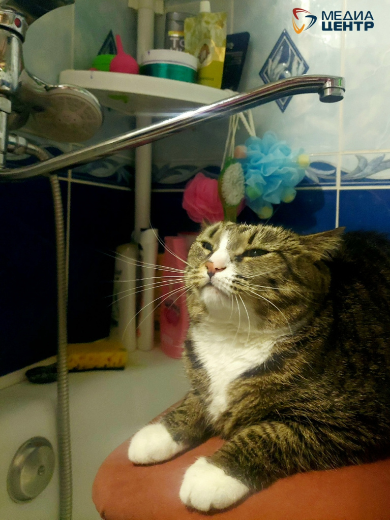 жкх нет вода кран кот.jpg жкх нет вода кран кот.jpg