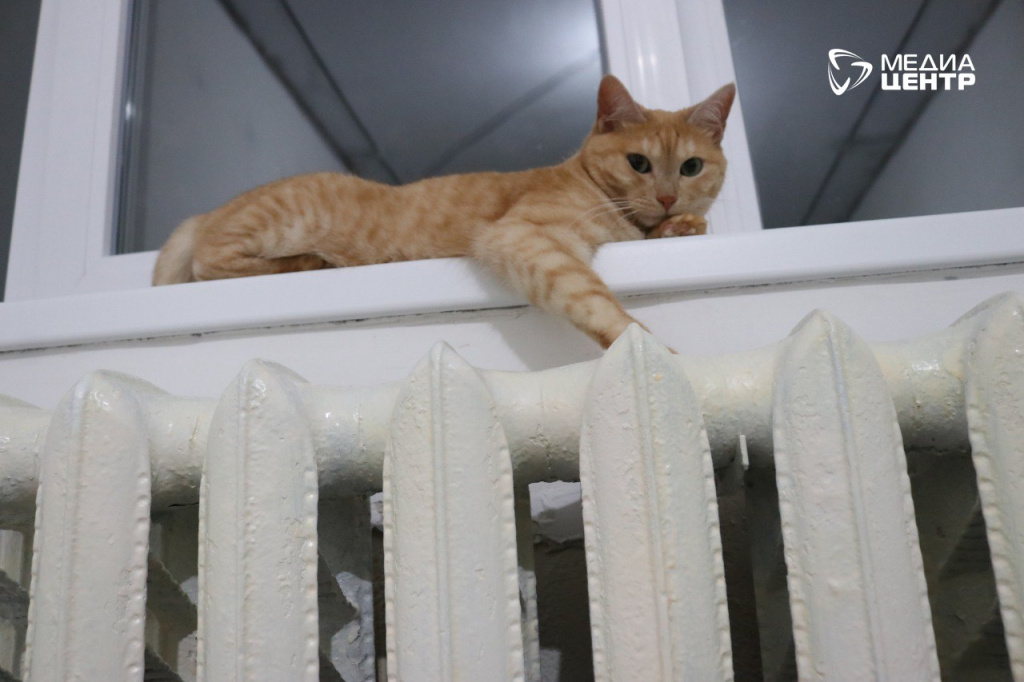 кот батарея.JPG