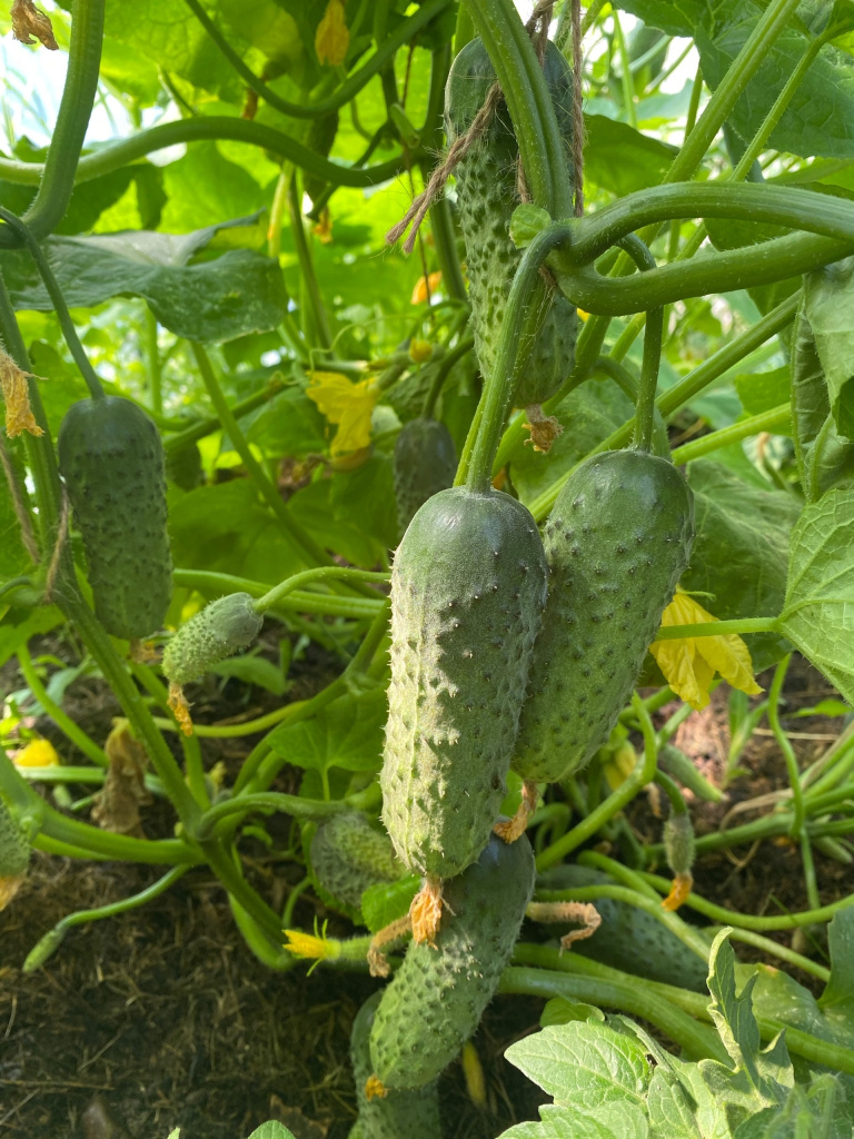 7 Огурчики Любови.jpg