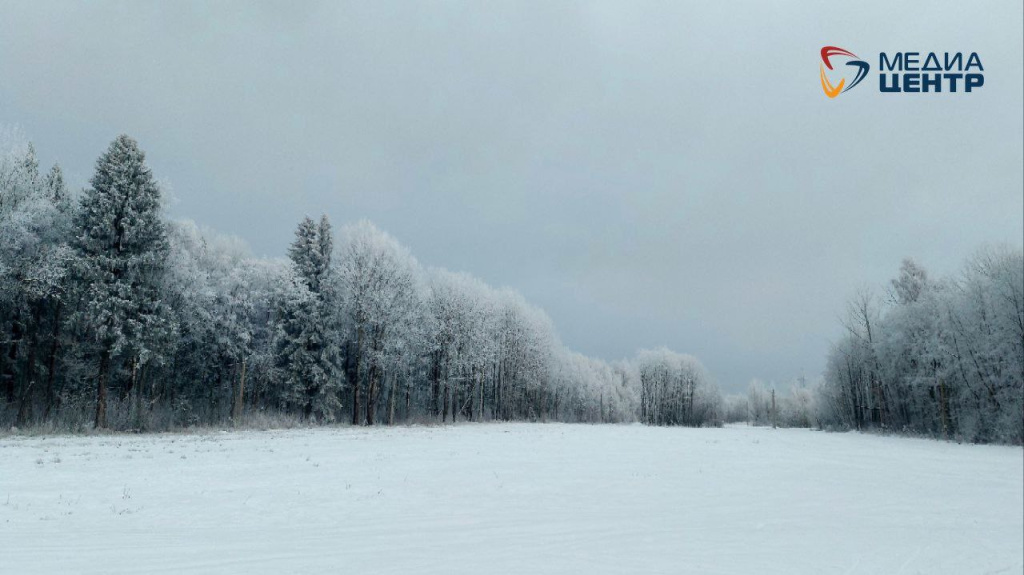 красивый лес зима снег иней.jpg