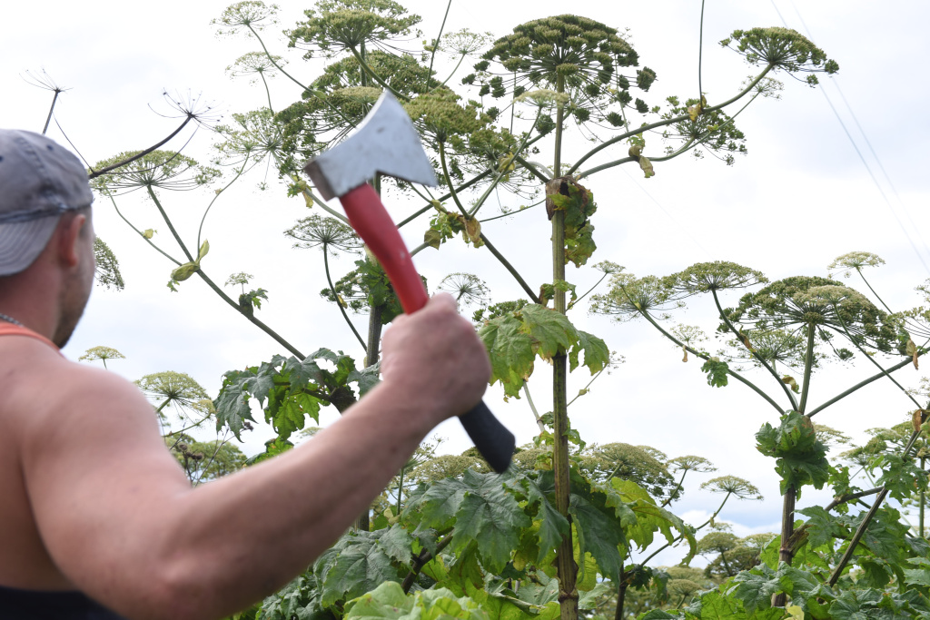 Борщевик. Человек. KAM_7503 (9).JPG