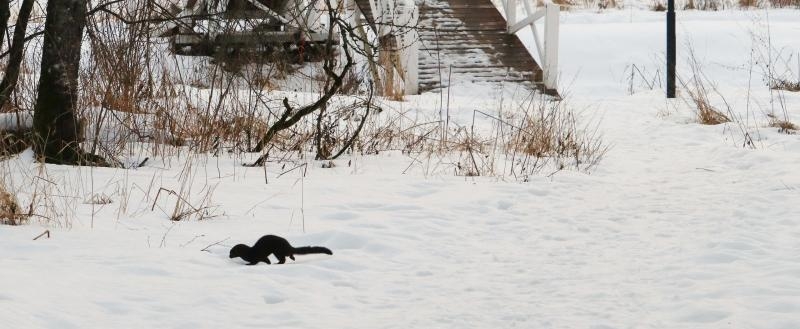 Amerikanskuyu-norku-zametili-v-parke-usadbi-Foto-Olga-Ponomareva.jpg