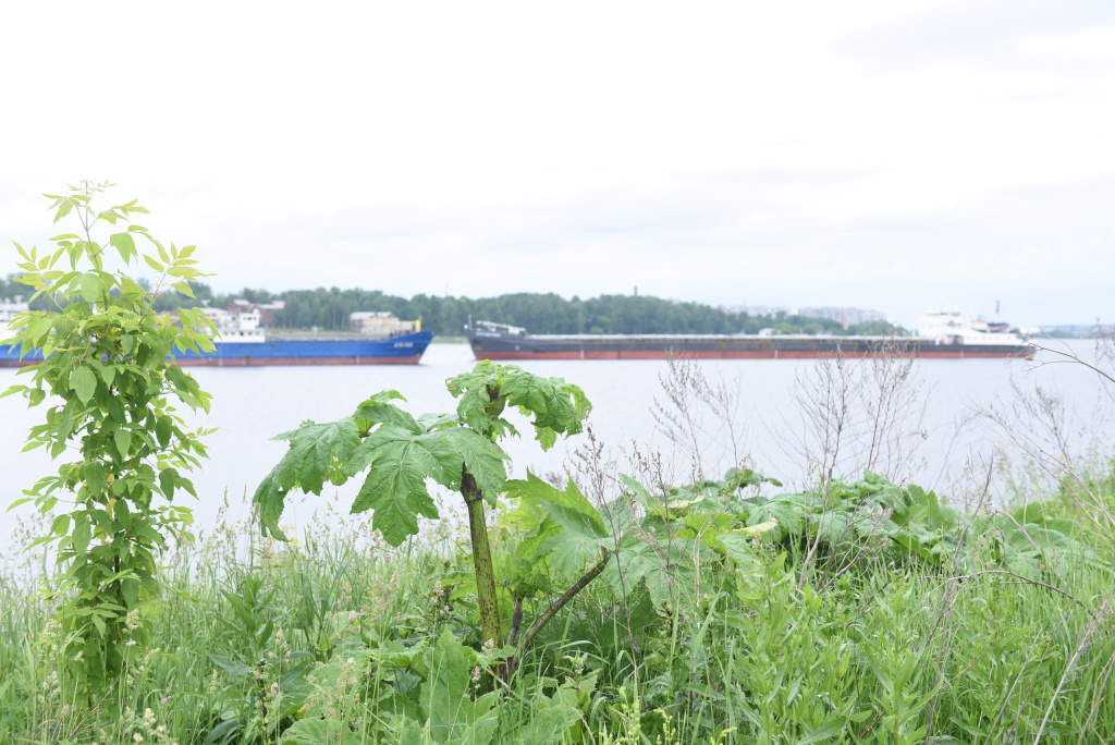 борщевик 5.JPG