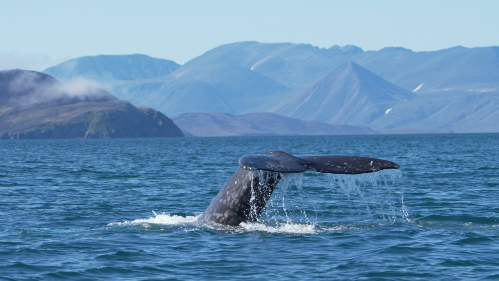 2 Кит.jpg