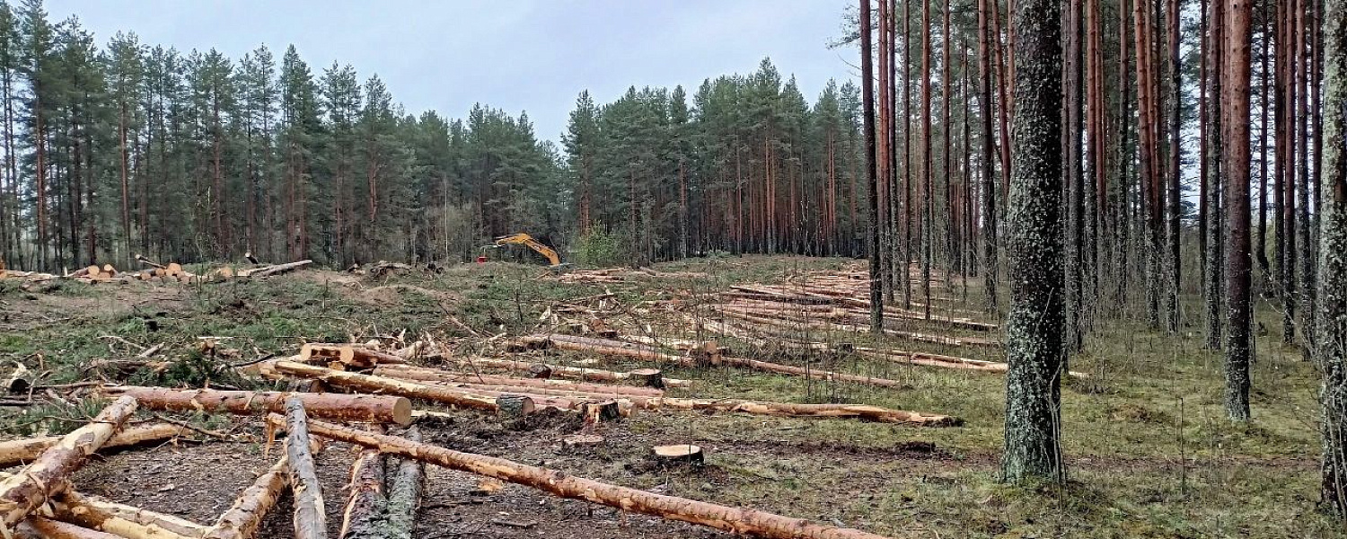 Спорт без границ по-филимоновски: в Бабаеве ради строительства стадиона рубят сосновый бор